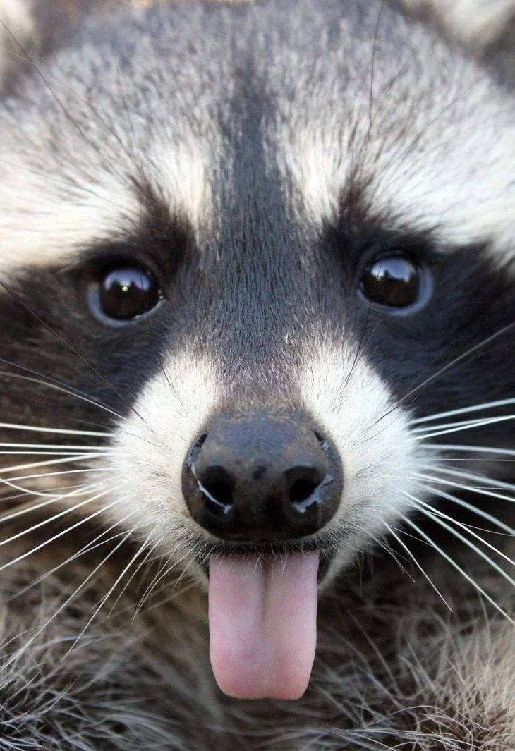 james_denn440's tweet photo. This cute raccoon’s mischievous look makes me guess it’s secretly going to steal my snacks later—its playful and teasing vibe is so lovely! https://t.co/8CBiZvD8gB