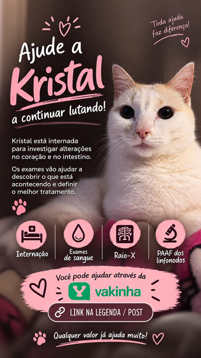 acervolinkinp's tweet photo. Pessoal, a gatinha do meu amigo está passando por uma situação difícil (suspeita de câncer) e como todos sabemos, custos veterinários são muito caros, então ele criou uma vakinha, quem puder contribuir com qualquer valor já ajuda muito! quem não puder contribuir financeiramente + https://t.co/UbZlMGv0kZ