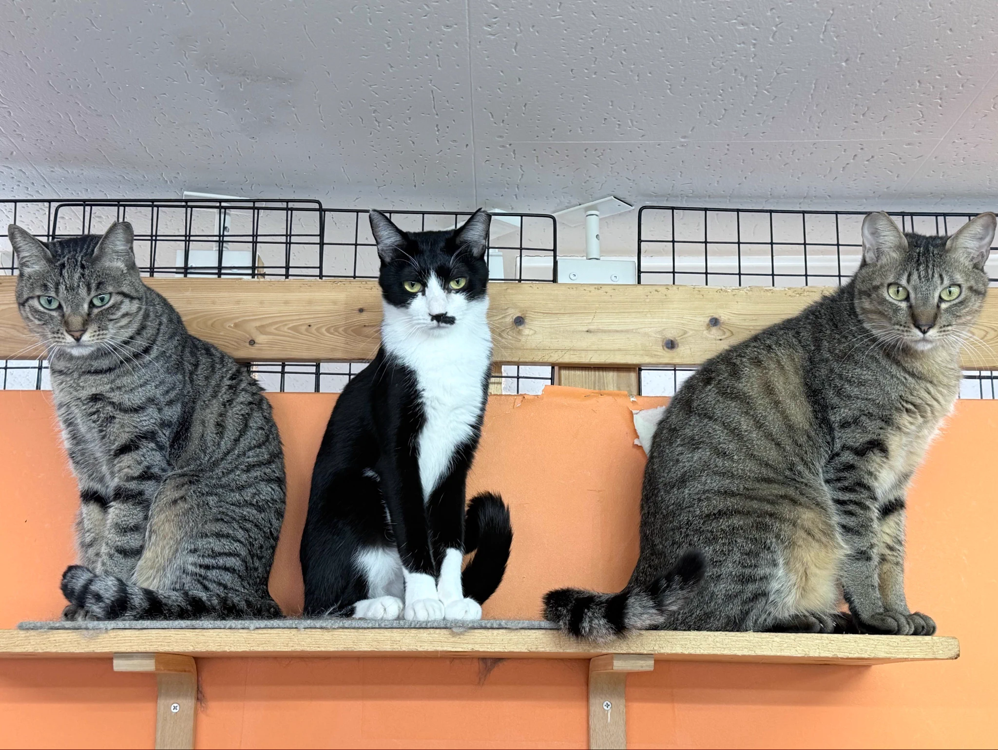 保護猫かふぇ かぎしっぽ on X: 