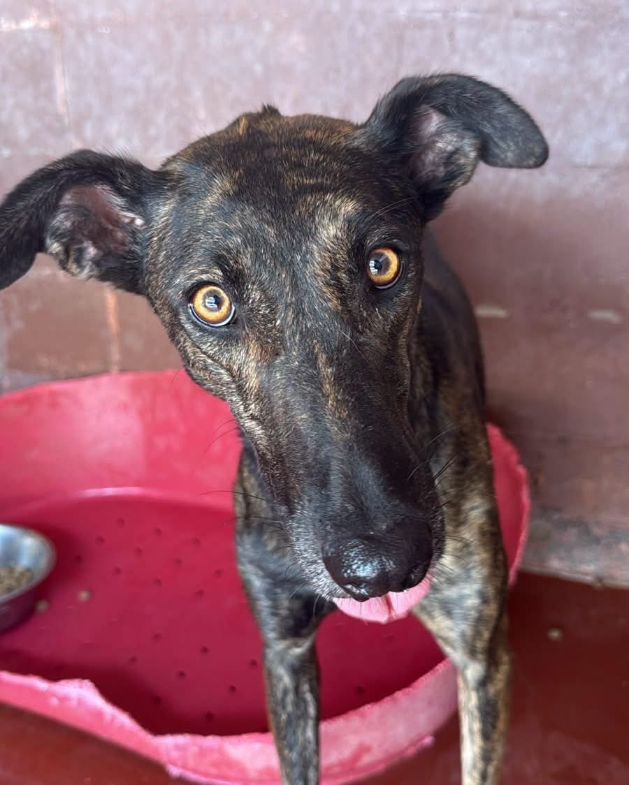 Almalibregalgos's tweet photo. Cometa sta diventando grande in rifugio e non è il posto migliore per una cucciola…diamole una casa e una cuccia morbida🙏��️ https://t.co/9Ofz8avodi