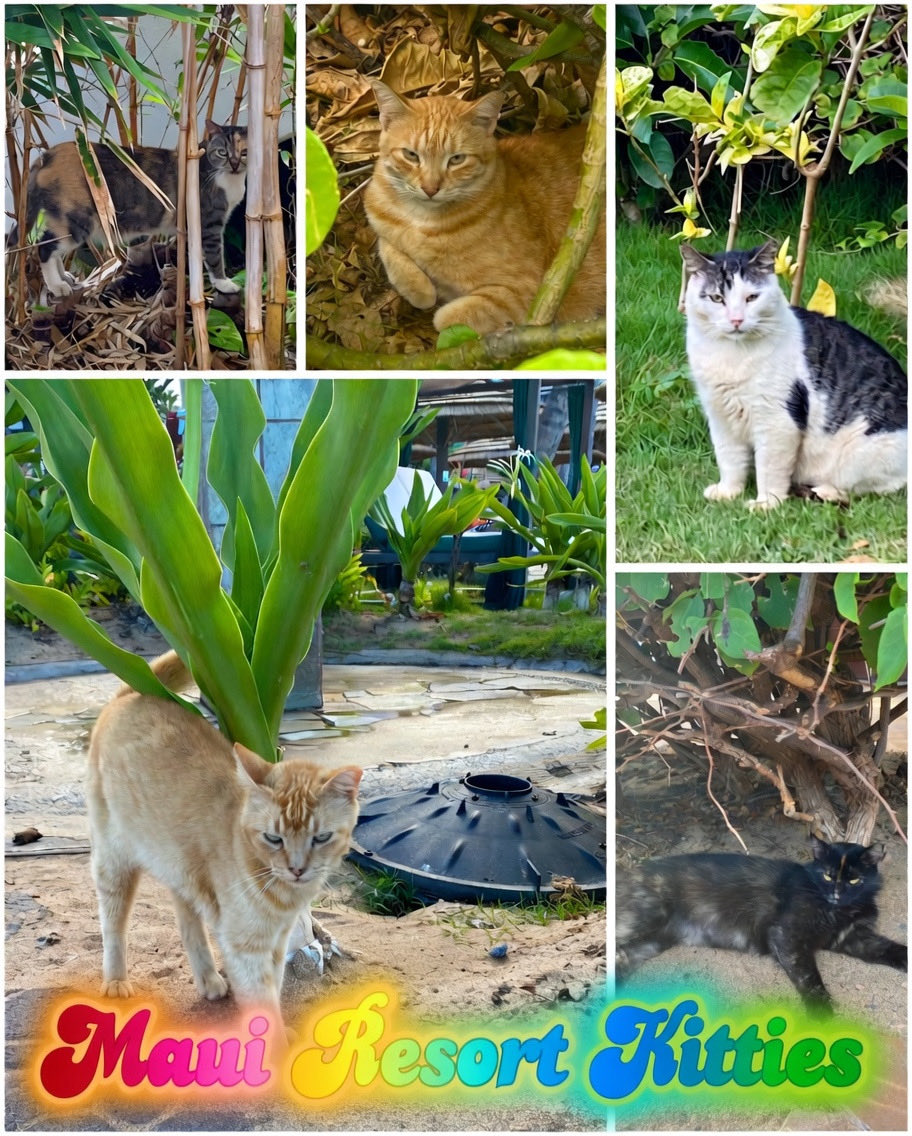 MemeCat99014509's tweet photo. #PostAFavPic4VioletOct26
Day 2: Vacation
๐พYou never know what youโll find
when you go on vacation.๐พ๐บ
โค๏ธ๐๐งก๐โโฌ๐๐๐๐โโฌ๐๐๐
#CatsOfX #CatsOfTwitter #AnimalLover #PetsOfX #Cats https://t.co/P1TCljU4V1
