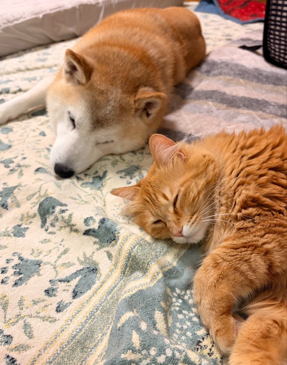 mazmochio's tweet photo. 日付が変わってしまったけど、4回目のうちの子記念日でした。
うちに来てくれてありがとう。猫にも優しくしてくれてありがとう。長生きしようね💪 
#柴犬
#柴犬がいる暮らし
#保護犬 https://t.co/E3acW5JaTs