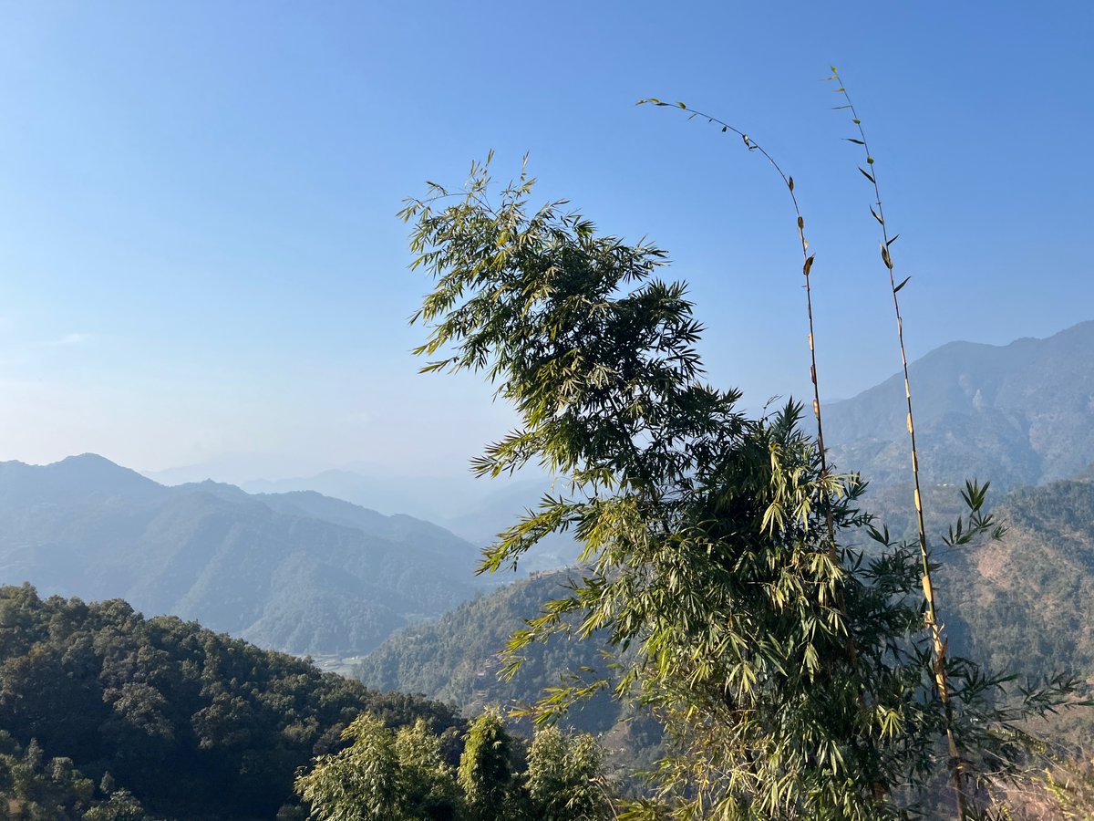 LandraceBureau's tweet photo. This view is from our newsletter is about. Documenting Plants still standing wild on the slope, not in a catalog or a shelf of a commercial shop. Some of the old lines are slowly disappearing. 

With legalization looming in Nepal, our work is more important now than ever. What replaced them is feminized photoperiod and feminized auto, in bulk, sorted by what the flower is actually for. Hash 5 washes. Hash 4 washes and still holds as flower. Hash 3 is grape, lemon, apple, banana, candy.

The road past this ridge is already dated. Nepal harvest seats, 26 October to 9 November. One week west to Pokhara, or two weeks on toward Rolpa. Thailand as the medical rules stand now. Colombia in December, a cannabis-friendly stay in Bogotá while we learn the program. Morocco in February, samples for the farms. After that the road is still open. Uganda. Far East Russia. Uzbekistan.

What places world wide still hold unhybridized strains, and what month can we leave?