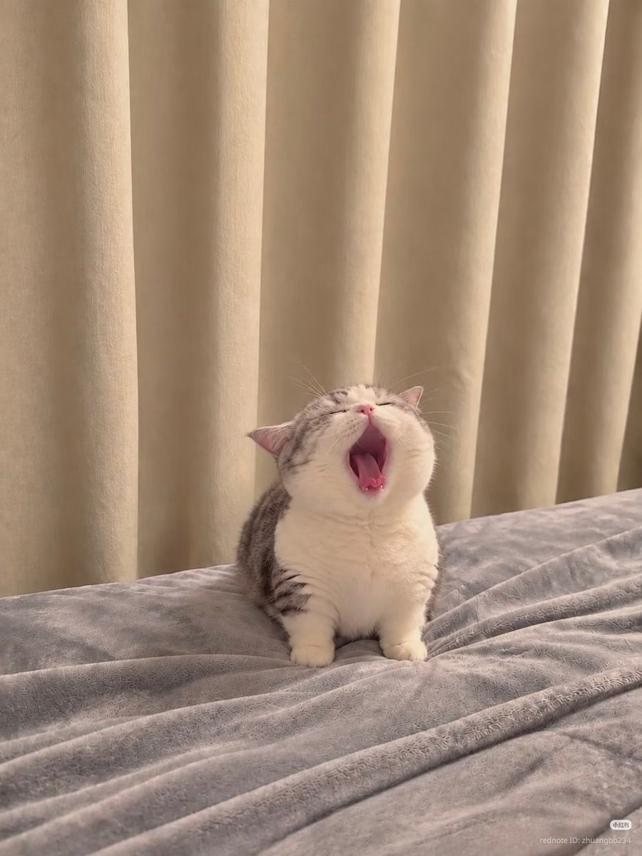 KittiesVids's tweet photo. MEOOOOOOOOOOOOW https://t.co/5hpipd0KKX