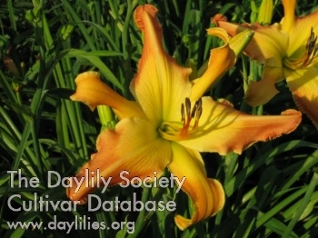 3ShovelsFarm's tweet photo. Happy #flowerfriday!
Meet #Daylily 'Sahara Sunrise'
This one is REALLY special (and so she is a bit pricier than our normal offerings)
Unusual Form Crispate, Orange with yellow watermark.
Hybridizer/Year: Stadler, 2020
You can order her at: https://t.co/nrJCf8B8vb https://t.co/ZBWZZDKoOK