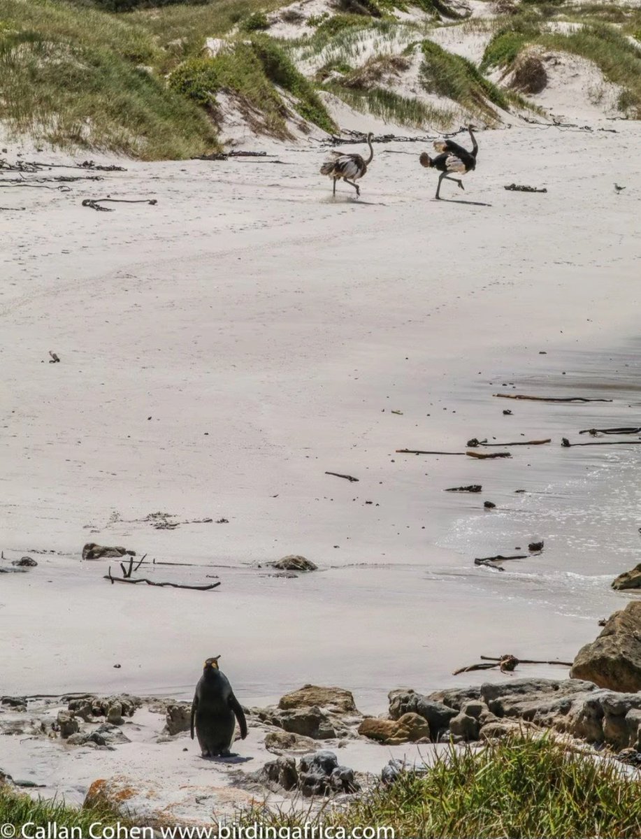 silver_gold4's tweet photo. Cool photo of a king penguin that got lost and wondered too far into south Africa https://t.co/bjq4O7fvl0