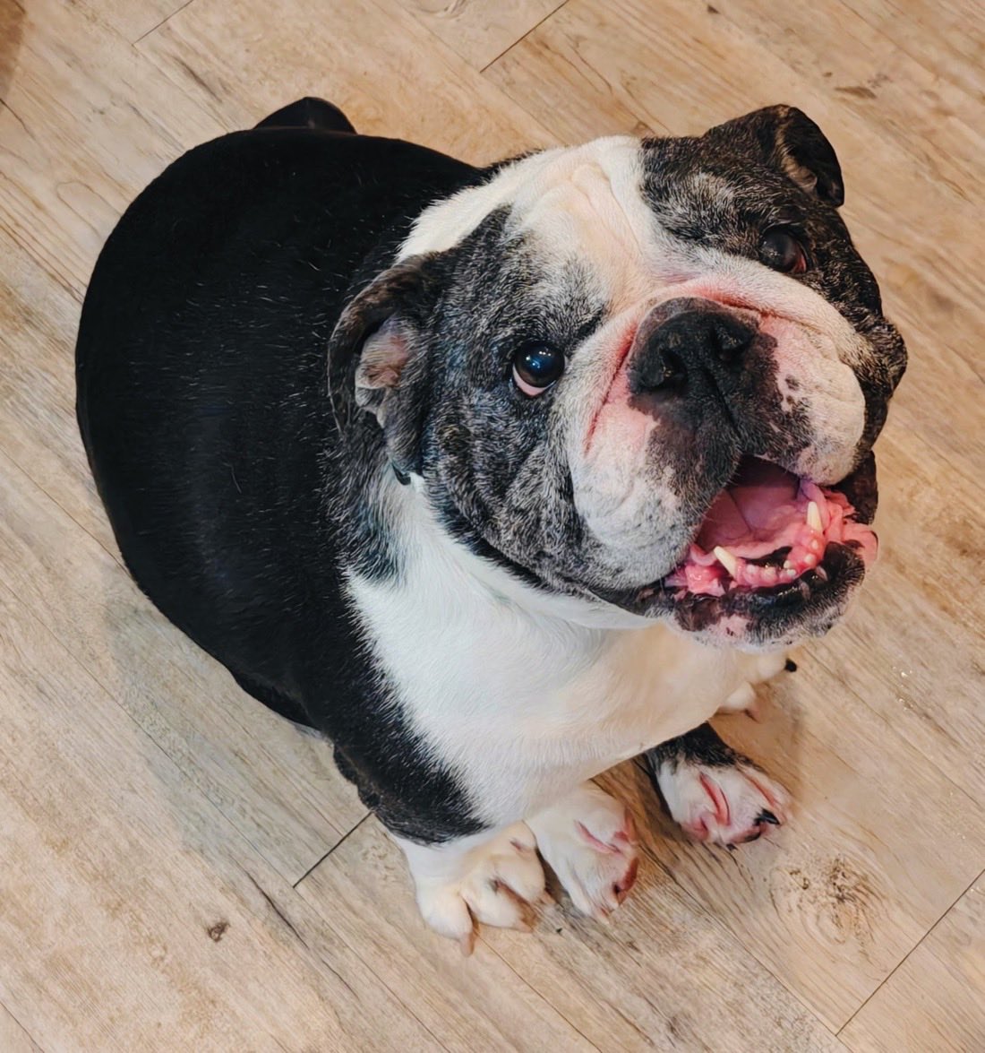 LauraLoomer's tweet photo. Good morning! 

Loomer the bulldog just went into surgery moments ago to have her tumor removed. Soon we will find out if it’s cancer, but I wanted to thank everyone who sent positive thoughts, prayers and well wishes for Loomer. Thank you to my supporters in the crypto community as well who surprised me and made a coin for Loomer to cover the cost of her surgery completely unprompted. 

That was so thoughtful and generous of you. It’s truly unbelievable how kind strangers online can be, and I will be sure to pay it forward. 

I will keep you posted on what the vet says after Loomer’s surgery is complete.