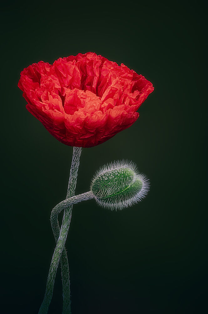artgalore's tweet photo. "Red Poppy and Bud" by Ben.C.L. One bold red bloom, simple and striking, easy to live with in a kitchen or bedroom.

https://t.co/ZtwRBwPLjJ https://t.co/frtU3MLQdx