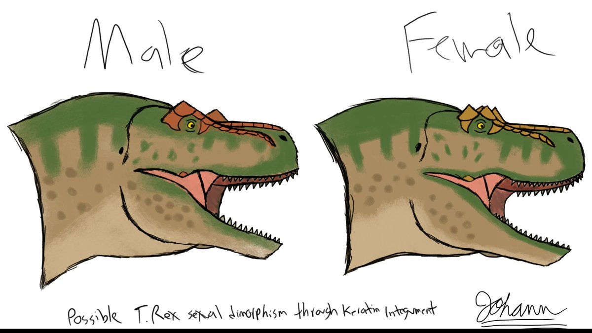 johann122004's tweet photo. Finally finished it.

Is sexual dimorphism like this plausible?

#Tyrannosaurus #TyrannosaurusRex #Trex #Dinosaur #Paleoart https://t.co/gxSSCi1OlT