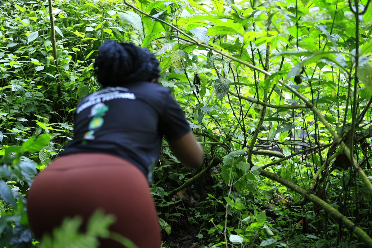 ugwildlife's tweet photo. I am peaceful.  I am gentle. I am wild. I am rare. I am a gorilla. 
Come see me in my home, Bwindi Impenetrable and Mgahinga Gorilla National Parks. 
Come for the experience. Stay for the memories. And help protect the home we share. #ExploreUganda #ConserveGorillas https://t.co/2IFW4ZM5xY