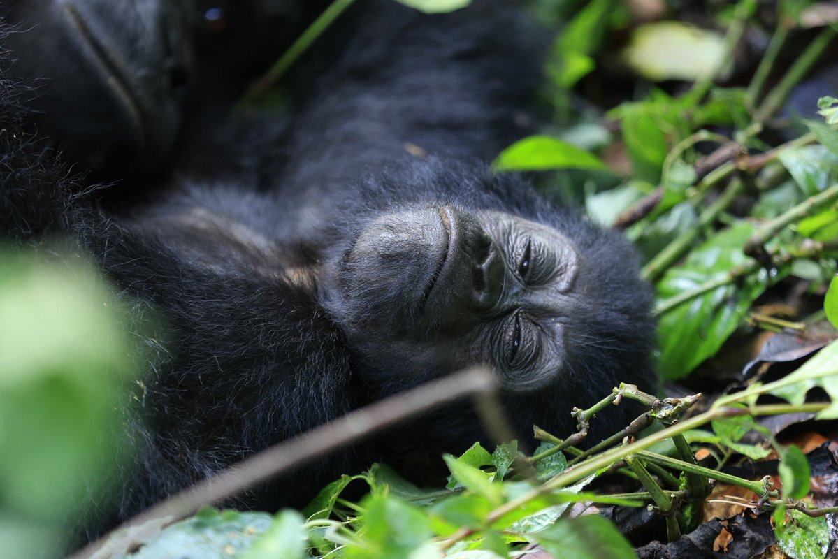 ugwildlife's tweet photo. I am peaceful.  I am gentle. I am wild. I am rare. I am a gorilla. 
Come see me in my home, Bwindi Impenetrable and Mgahinga Gorilla National Parks. 
Come for the experience. Stay for the memories. And help protect the home we share. #ExploreUganda #ConserveGorillas https://t.co/2IFW4ZM5xY