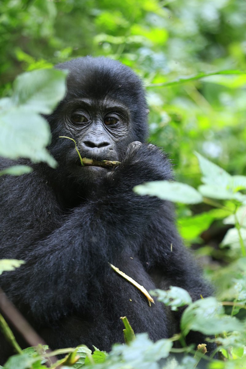 ugwildlife's tweet photo. I am peaceful.  I am gentle. I am wild. I am rare. I am a gorilla. 
Come see me in my home, Bwindi Impenetrable and Mgahinga Gorilla National Parks. 
Come for the experience. Stay for the memories. And help protect the home we share. #ExploreUganda #ConserveGorillas https://t.co/2IFW4ZM5xY