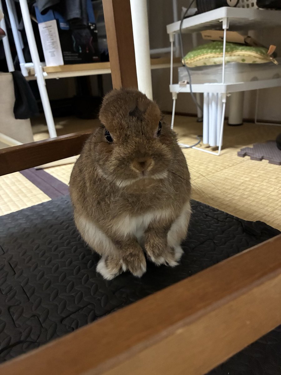 usausaMomoko's tweet photo. #うさぎがいる暮らし　ゲージから出る時足ぶつけちゃった https://t.co/LcogU8khuD