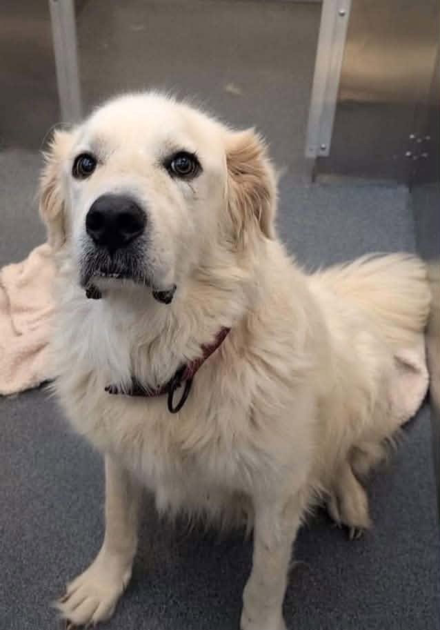 cashsmama08's tweet photo. ‼️FINAL CALL — URGENT PLACEMENT NEEDED‼️
MOON DOG #A1299870 DALLAS ANIMAL SERVICES
Moon is a 6-year-old, 109-lb intact male who is heartworm positive and needs a rescue, foster, or adopter able to continue his veterinary care.
Owner surrender due to need for veterinary care
Available 10/02 due to microchip verification hold
 Heartworm Positive
Suspected hip dysplasia / severe arthritis.
MEDICAL NEEDS
The veterinary team suspects hip dysplasia, but they were unable to obtain hip radiographs because of his handling behavior.
His bloodwork showed mild eosinophilia consistent with heartworm disease, with the remaining parameters within normal limits. He's taking prescribed medication for it.
He also received his vaccines, flea/heartworm prevention, and Pyrantel.
📝Shelter Notes: Highly treat motivated, came to the kennel front with a wagging tail and knows how to sit on command.❤️
9/30: Tail wagging when approached. He sat for treats and allowed the volunteer to touch his nose through the kennel bars. He was described as constantly wagging his tail and super calm.❤️
Playgroup: Moon was tolerant, allowed greetings, and was social in the yard with just a helper. His playgroup assessment was Social — Dainty & Gentle Playstyle. ❤️
RESCUE: dasrescue@dallas.gov
FOSTER: dasfoster@dallas.gov
 ADOPT: dasadopt@dallas.gov
Dallas Animal Services
1818 N. Westmoreland Rd.
Dallas, TX 75212