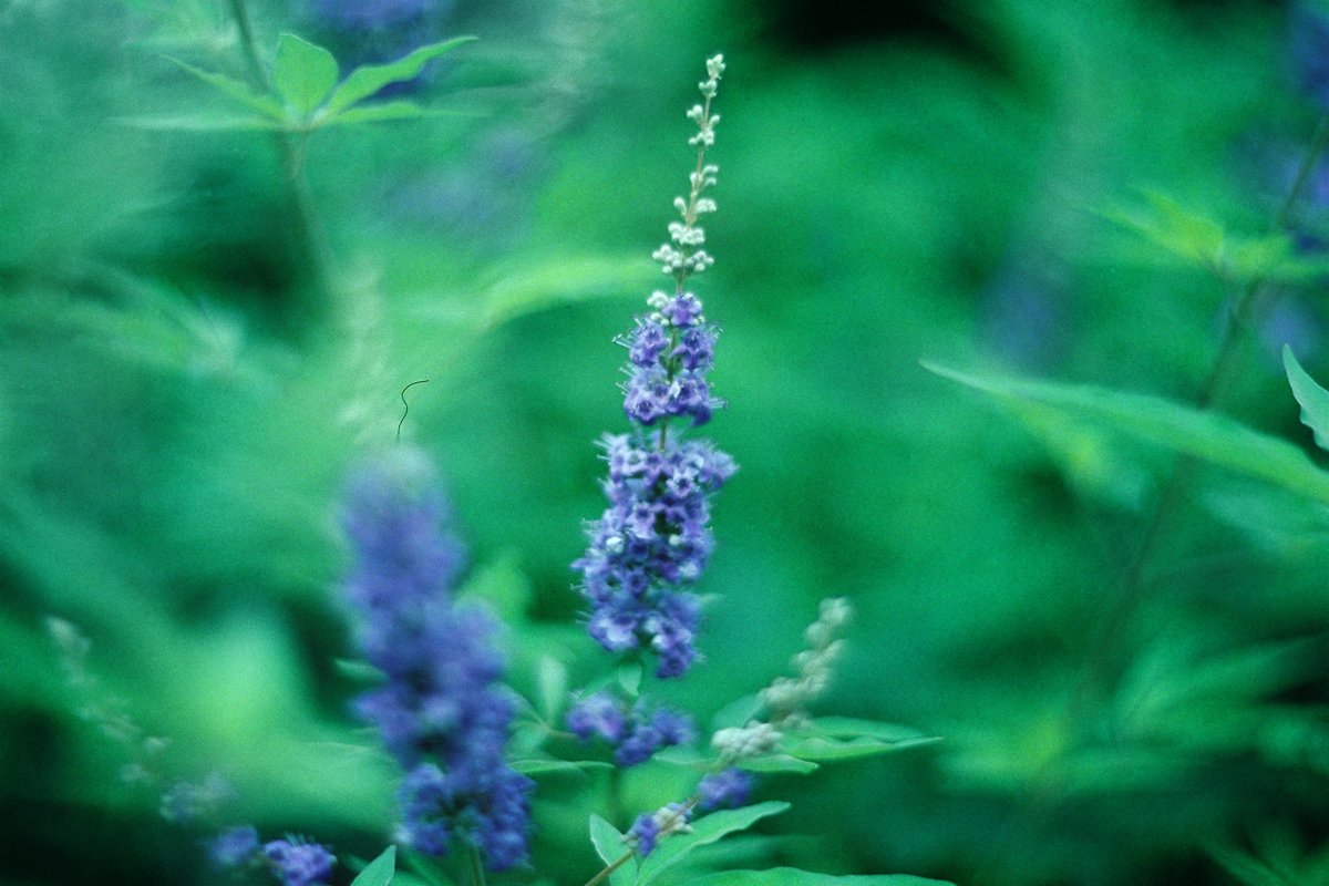 moorchegue's tweet photo. Cool Day

OneSec Flux 800T -> Lab

#filmphotography, #filmphoto, #colorfilm, #analog, #analogphotography, #retro, #film, #photography, #blue #flowers, #green, #plants, #nature, #blur, #macro https://t.co/FctuN0cfRM