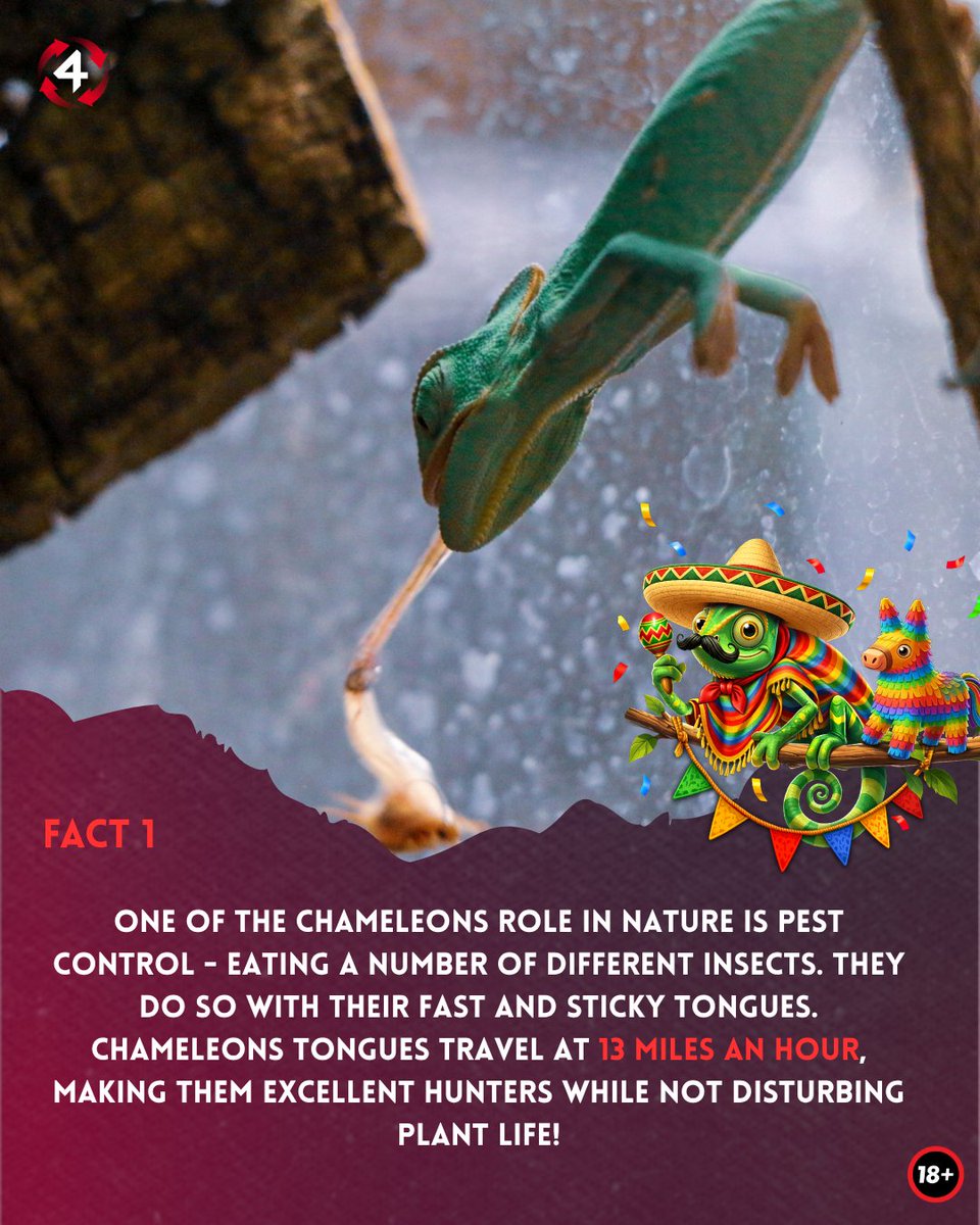 4ThePlayercom's tweet photo. Did you know chameleons’ skin is transparent? 👀

Here are 𝘁𝗵𝗿𝗲𝗲 𝗳𝘂𝗻 𝗳𝗮𝗰𝘁𝘀 about chameleons in preparation for our upcoming release, 𝟯 𝗖𝗮𝘀𝗵 𝗖𝗵𝗮𝗺𝗲𝗹𝗲𝗼𝗻𝘀! 🫢👉

🔞| https://t.co/pj3li60Mxe| Play Responsibly https://t.co/71yH7Dbs6I
