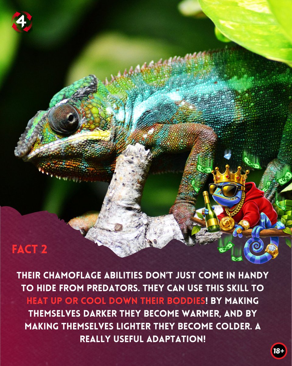 4ThePlayercom's tweet photo. Did you know chameleons’ skin is transparent? 👀

Here are 𝘁𝗵𝗿𝗲𝗲 𝗳𝘂𝗻 𝗳𝗮𝗰𝘁𝘀 about chameleons in preparation for our upcoming release, 𝟯 𝗖𝗮𝘀𝗵 𝗖𝗵𝗮𝗺𝗲𝗹𝗲𝗼𝗻𝘀! 🫢👉

🔞| https://t.co/pj3li60Mxe| Play Responsibly https://t.co/71yH7Dbs6I