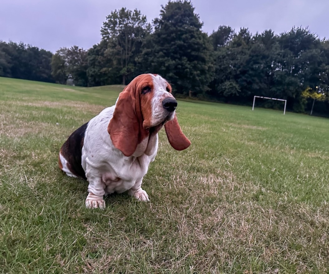 angells66's tweet photo. Photo by Phoebe on August 26, 2026. May be an image of grass, a park, and text. https://t.co/iddsFUpn6P