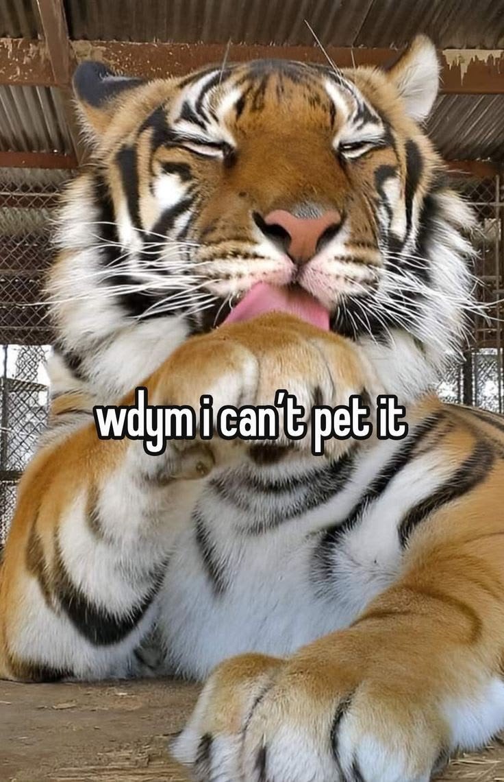 Goldtigercrisis's tweet photo. https://t.co/QdoaTOSdCz