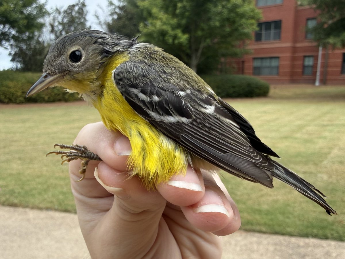 fairieteeth's tweet photo. some of today’s birdies https://t.co/oI7OUvLr07