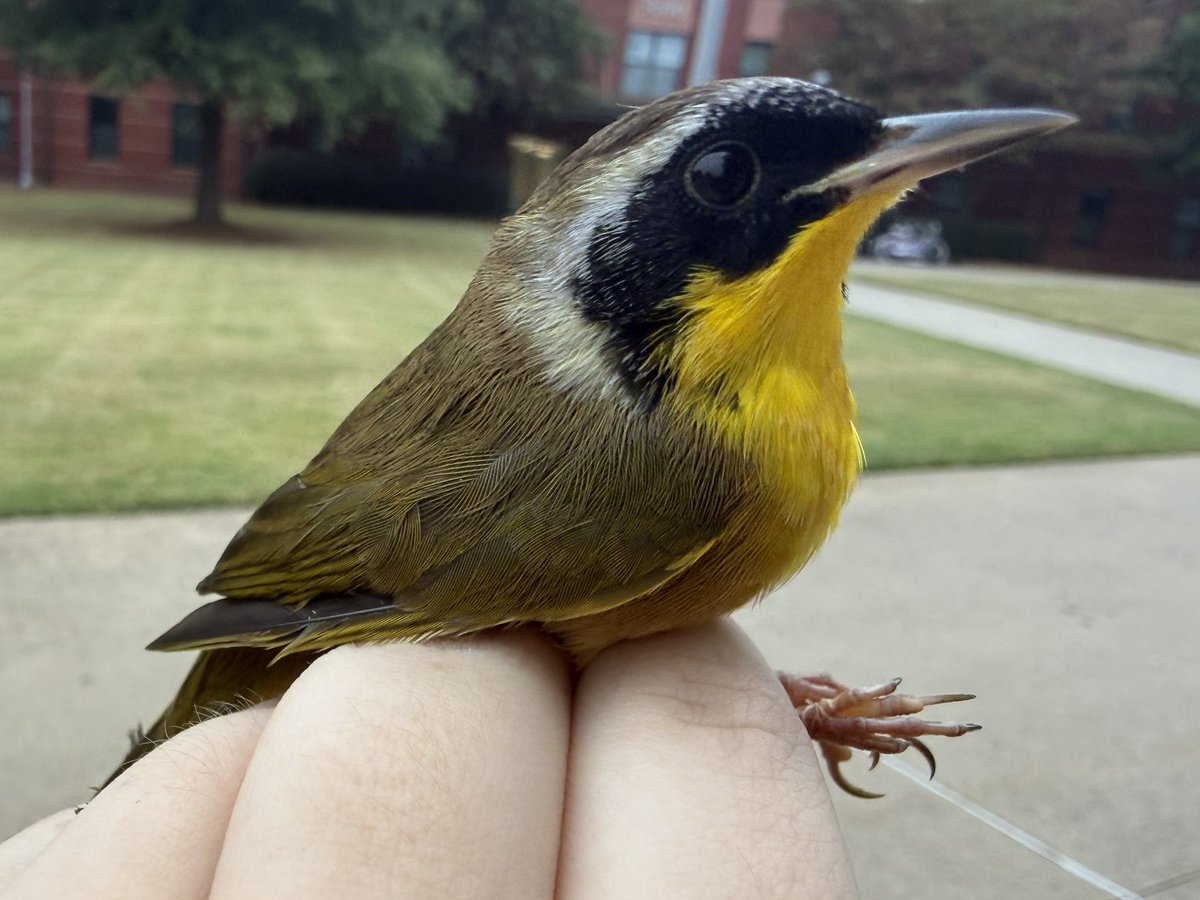 fairieteeth's tweet photo. some of today’s birdies https://t.co/oI7OUvLr07