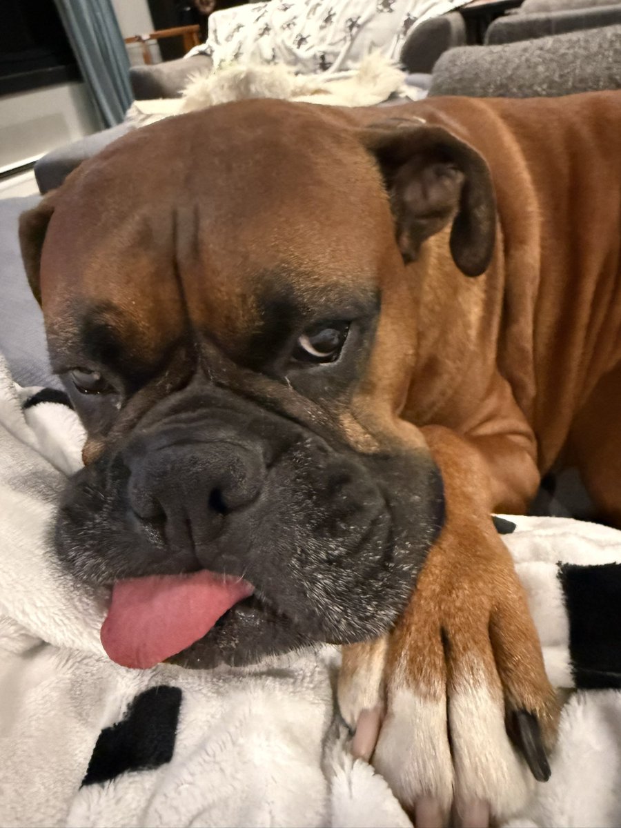 inntothenight's tweet photo. Good morning Zeus!
#boxerpuppy #boxerdogs #boxerlife
#boxerlovers #boxersrock #boxersoftwitter #boxerdogsoftwitter #dogsoftwitter #dogsofx https://t.co/YLzpgkgN3H