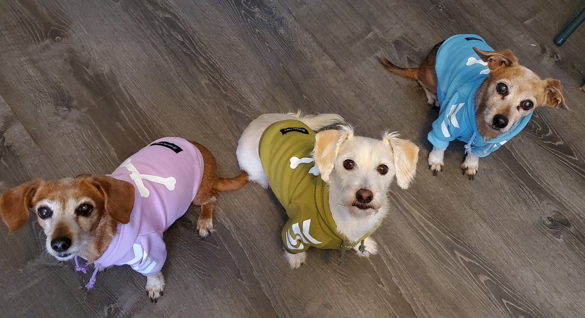 CTIAV's tweet photo. Waldo isn't very hard to find in the office this week.

Dog Days at CTI is exactly what it sounds like, leashes on the desk, tails under the table, and a very good boy working the hallway like it's a runway.

Here's to the dogs that make CTI feel more like home. https://t.co/2ePLXxdanf