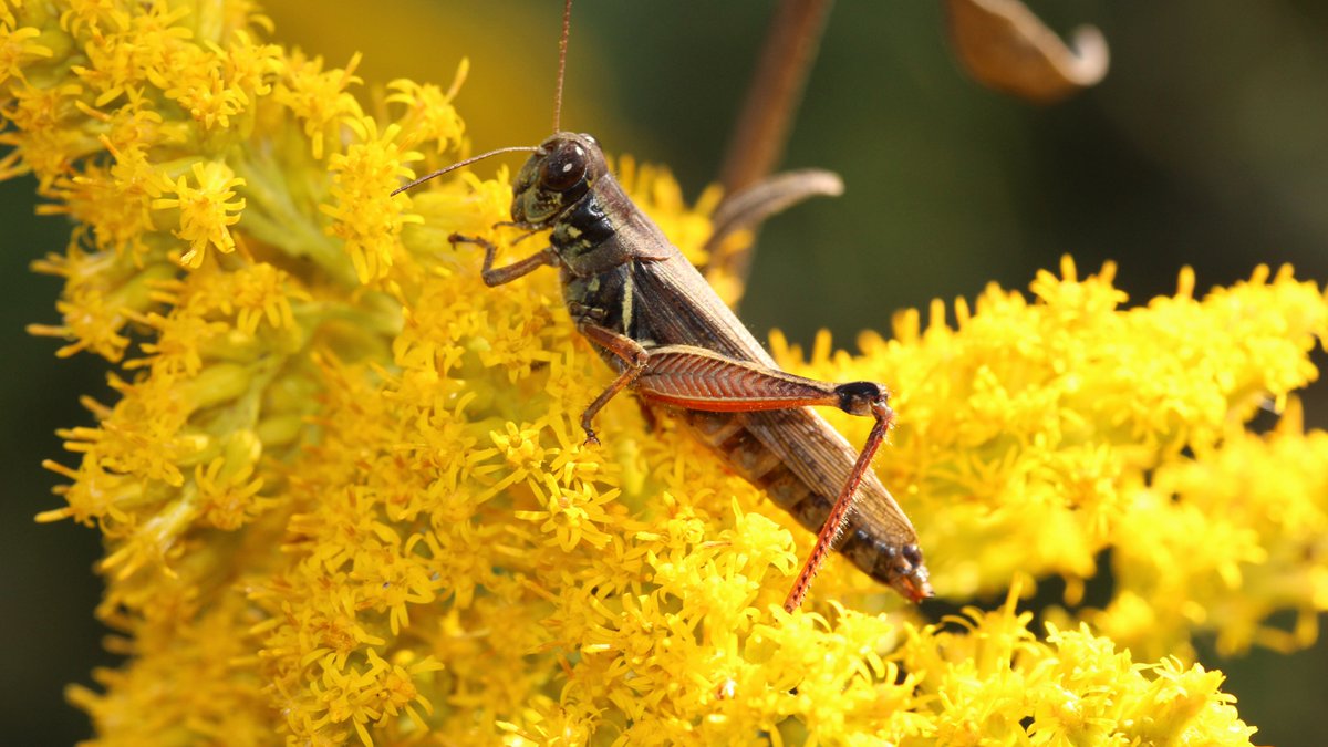 chicagobotanic's tweet photo. Sign-up for All Things Insect on Oct. 11, and enjoy a crash course in insect ecology, anatomy, and diversity. Learn what insects are, how they are classified, and what they do. Register today: https://t.co/LZslnV1F0c https://t.co/zw4uu811sJ