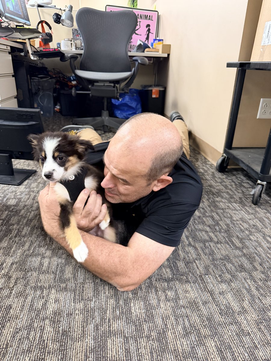 CTIAV's tweet photo. Waldo isn't very hard to find in the office this week.

Dog Days at CTI is exactly what it sounds like, leashes on the desk, tails under the table, and a very good boy working the hallway like it's a runway.

Here's to the dogs that make CTI feel more like home. https://t.co/2ePLXxdanf