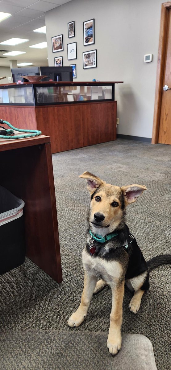 CTIAV's tweet photo. Waldo isn't very hard to find in the office this week.

Dog Days at CTI is exactly what it sounds like, leashes on the desk, tails under the table, and a very good boy working the hallway like it's a runway.

Here's to the dogs that make CTI feel more like home. https://t.co/2ePLXxdanf