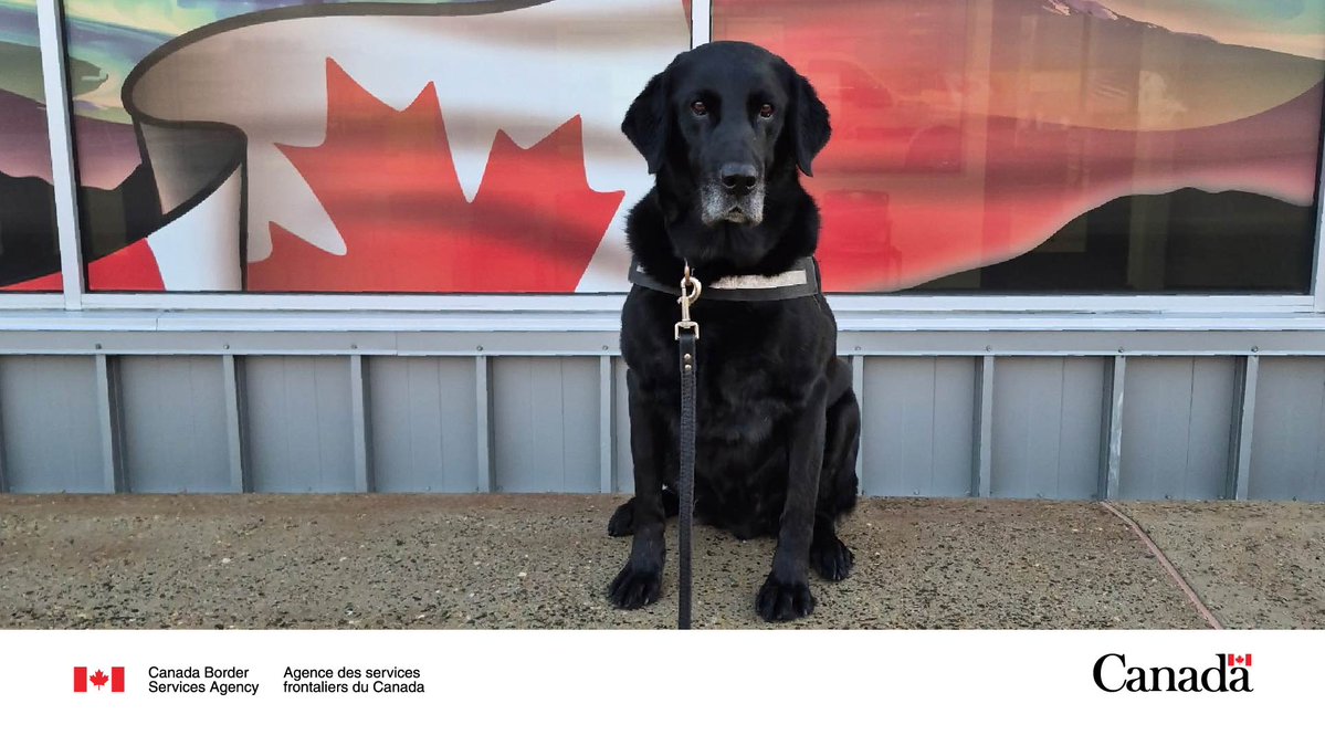 CanBorderPRA's tweet photo. Congratulations to #K9 Ember who retired as a #CBSA #DetectorDog after 9 years of dedicated service.

In his career, he conducted 3,746 searches with 72 enforcement actions. Thank you for your important role in #ProtectingCanadians. #DogsWithJobs https://t.co/1giufX1x9X
