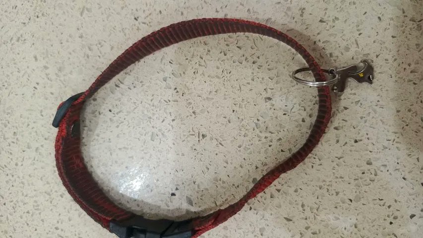 AlertaMePerdi's tweet photo. #ENCONTRADO #GUAYAQUIL
Fecha: 2026-10-01
Sector: Sur, Bario Garay, 8ava y colon
Sexo: Macho
Raza: mestizo
Observación: Tipo french, lleva collar 
Contacto: 0959986997
¡Ayúdalo a volver con su familia!
 #AlertaMePerdí https://t.co/r7DJbaUQ6J