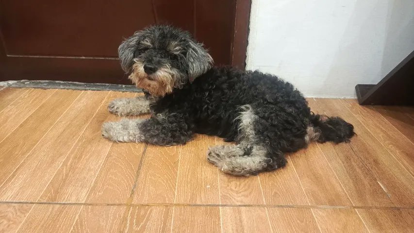 AlertaMePerdi's tweet photo. #ENCONTRADO #GUAYAQUIL
Fecha: 2026-10-01
Sector: Sur, Bario Garay, 8ava y colon
Sexo: Macho
Raza: mestizo
Observación: Tipo french, lleva collar 
Contacto: 0959986997
¡Ayúdalo a volver con su familia!
 #AlertaMePerdí https://t.co/r7DJbaUQ6J