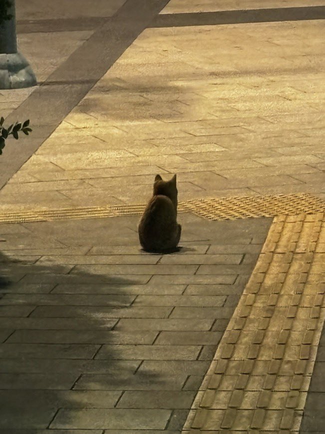 _QAPITAL_'s tweet photo. 나도 아기 고양이? https://t.co/O8oeE8pD1E