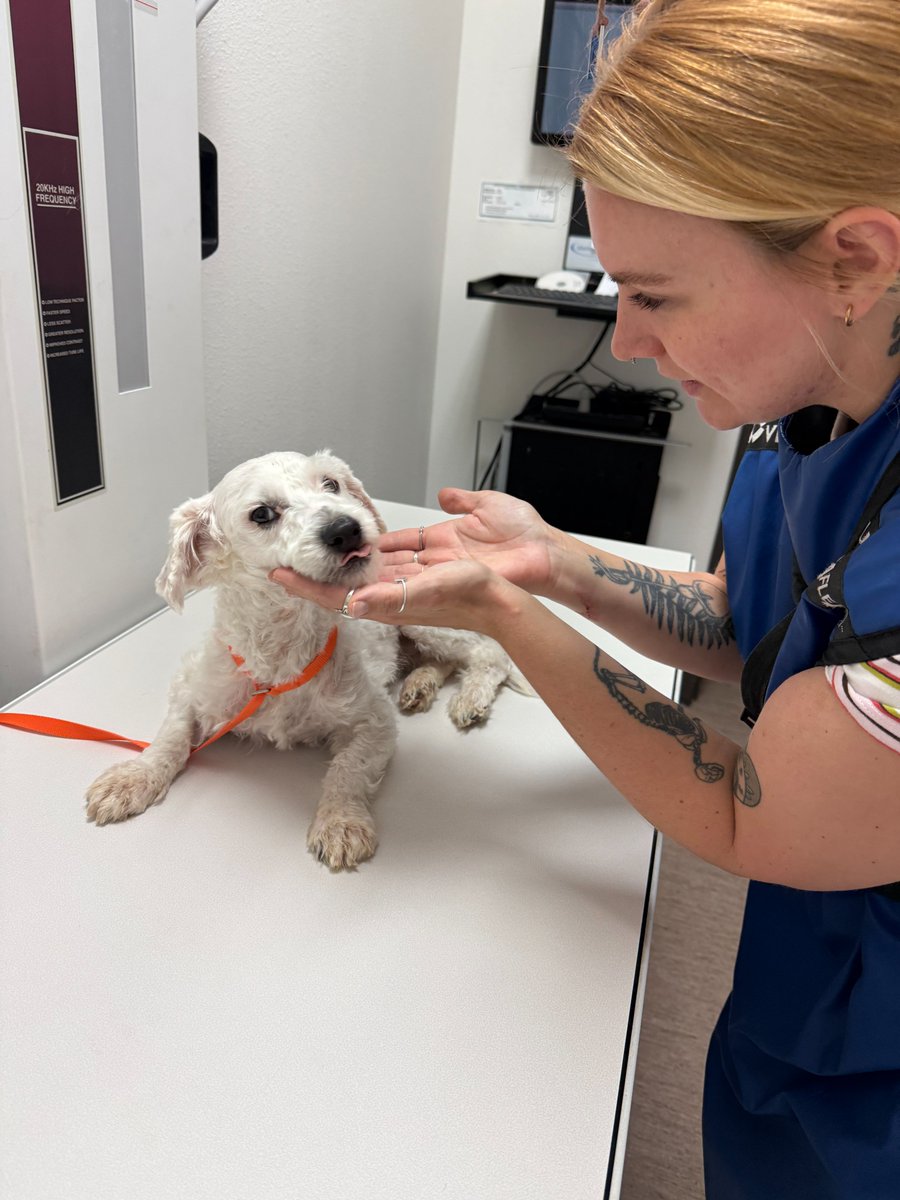 15outof10's tweet photo. This is Noodle. He arrived at the rescue with a limp in his left hind leg. The bone connecting the ball of his femur to the rest of his leg is fractured, making movement painful. He needs an FHO surgery, likely followed by rehab. You can help him below ❤️‍🩹

https://t.co/usAnl5mbg8 https://t.co/USmplRaFLK