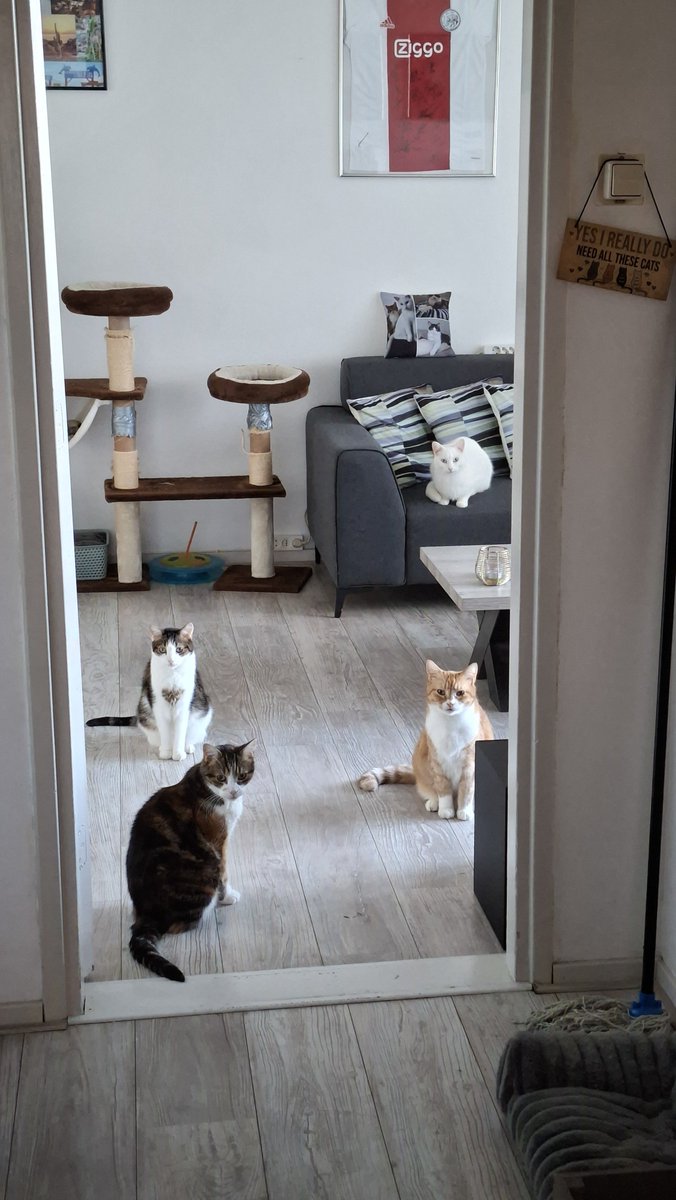 daantje_020's tweet photo. Zo zijn jullie daar eindelijk 🫣🙈🤣 de directie zit ons al op te wachten. ❤️
#cats #family #teamterror #catsonx https://t.co/0eMxiQ3pWV