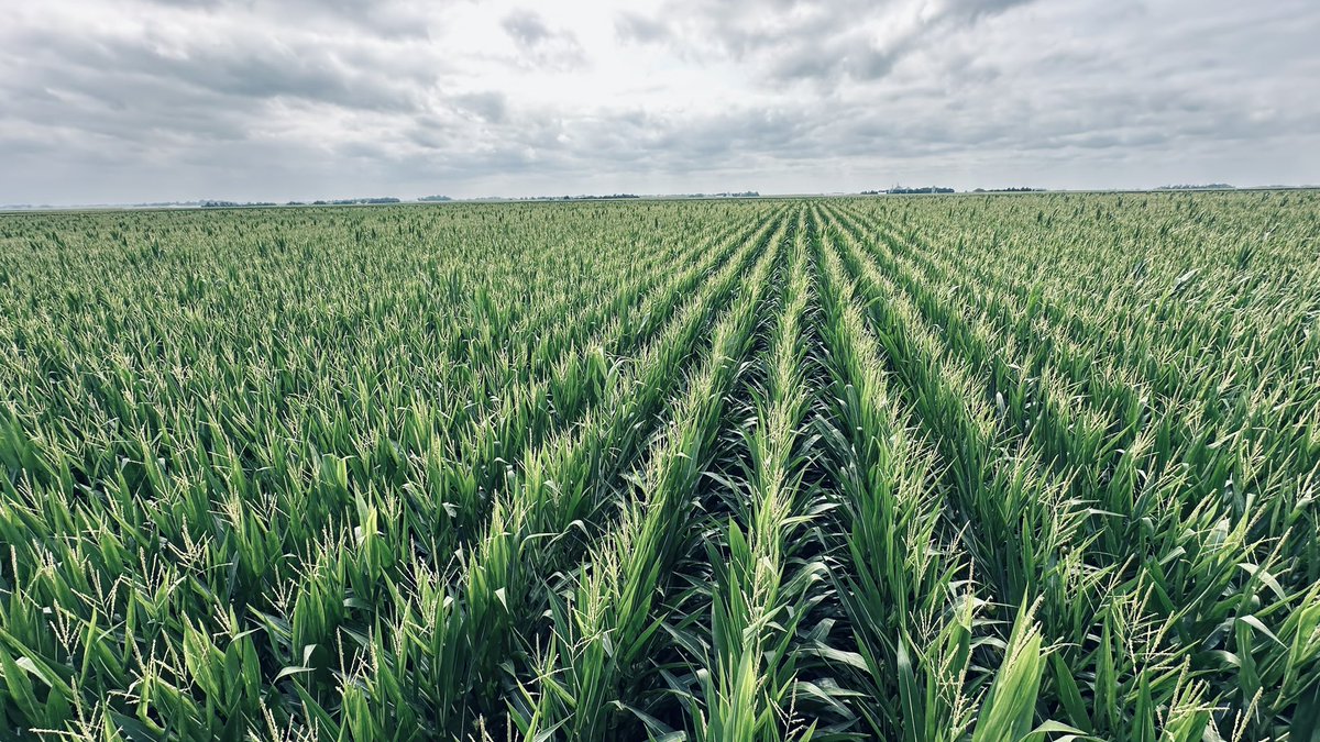 meotech1's tweet photo. Pwosesis la pat fasil! 🌽💪🏾 Men mwen jwenn rezilta m t ap chèche a.

Depi nan plante 🌱 rive nan rekòt, mwen te rete konsistan, presi, epi konsantre sou chak detay. Jodi a, rezilta a la devan je m lò jòn. 🌽💛

Se pa chans. Se travay, disiplin, presizyon ak pasyans ki fè diferans lan.

Lè w plante ak yon vizyon, ou pa sèlman rekòlte mayi ou rekòlte rezilta. 🌱🌽💰🇭🇹👨🏿‍🌾🌱🌽🌽🌽🌽🌽🌽🌽🌽🌽