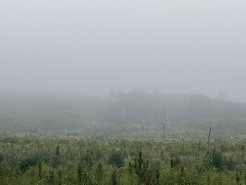 MelindaHoward4's tweet photo. 7 miles on this foggy Mississippi morning! What a fun, fun run☺️ Happy Friday everyone!

#IRun4Aiden #MSCoffeeRunners @Orangemud https://t.co/SAwYtFOp87