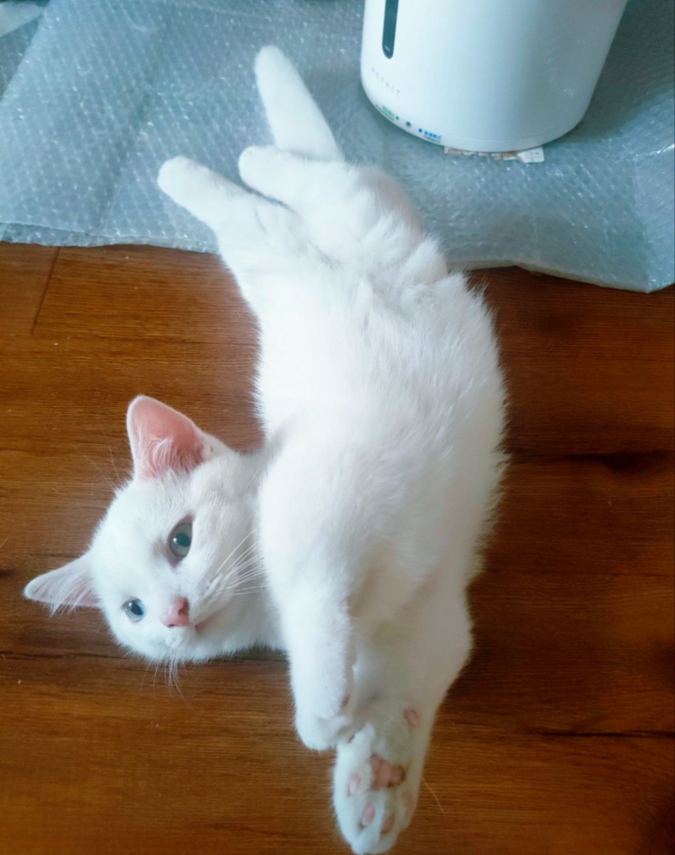 ElenaWhitbjffs's tweet photo. Mi pequeo gatito Luna ya tiene 6 meses, hoy da sus primeros pasos por todo el apartamento https://t.co/ZNucIJukJf