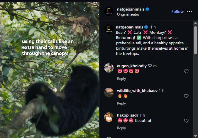 MostGentleDev's tweet photo. What we got a new hybrid animal runner?!

Mix between a bear, cat and monkey. National geographic just posted about it too and already going viral!

https://t.co/CUXsCuLJ1S https://t.co/DYqOtpep72