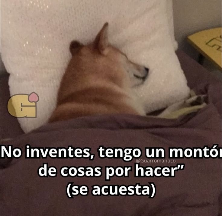 cheemstercero's tweet photo. https://t.co/aHbR3UoGGk