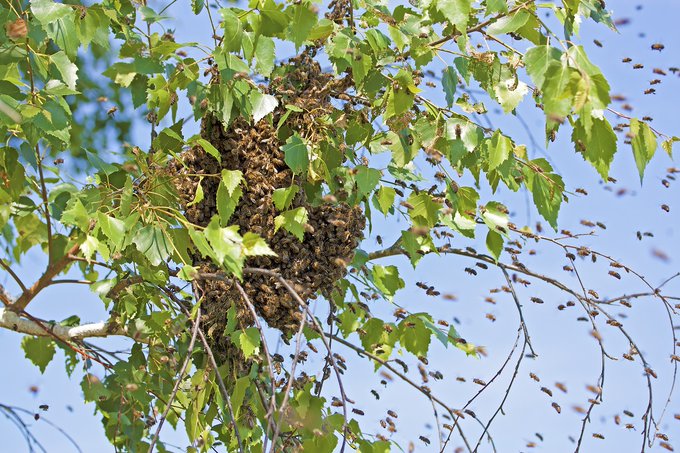 BuzzOffHoneyBee's tweet photo. DYK? #honeybees can become a problem when they #swarm around or nest in trees. If the colony has settled inside a tree, a process called “trap-out” is attempted
Learn more at https://t.co/hXcAgCctMg
#savethebees https://t.co/cTxCA5dULX