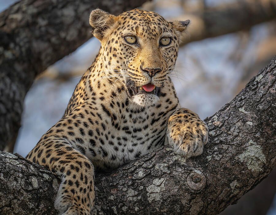 joancarroll's tweet photo. Leopard Resting in Tree South Africa! https://t.co/6tPBNeWqb9 #leopard #branch #tree #southafrica #safari #wildlife #wildlifephotography #bigcat #nature #animal #spots #predator #FAArtist #buyart #HomeDecor #wallart #artforsale #artstore #travel #travelphotography #BuyIntoArt #AYearForArt #wallartforsale #giftideas @joancarroll