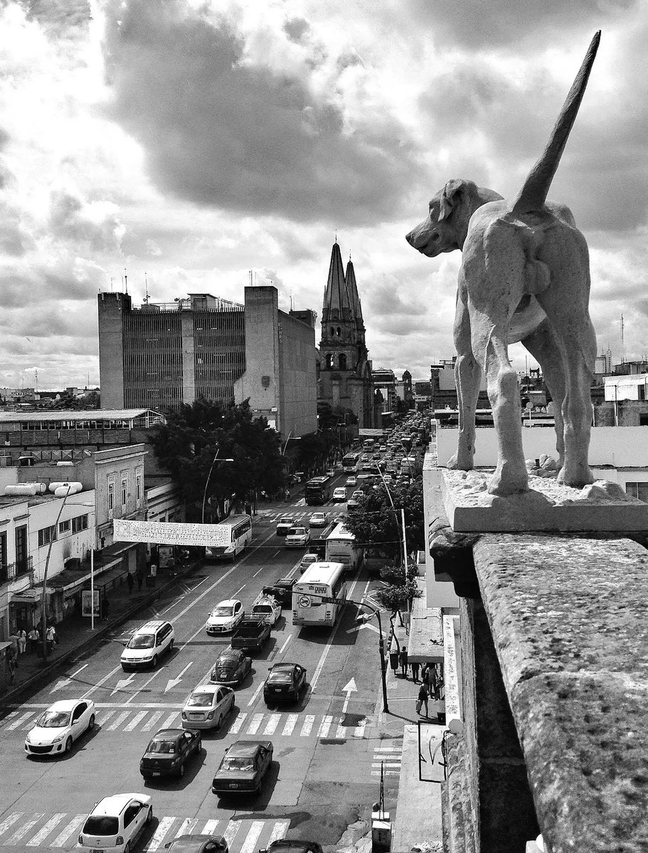 DiloConPerritos's tweet photo. El guardián de la ciudad 🐾 

📸: https://t.co/f7NWhAQjCn https://t.co/8c71hssVr0