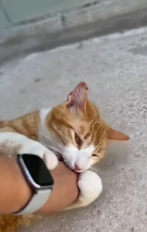 refugioescuela's tweet photo. Linda, gata nacida en 2020, lleva años en el refugio
Dulce, cariñosa y cercana: adora caricias, juegos y compañía
Se lleva bien con otros gatos
Tras tanto tiempo parece invisible
Acoge/adopta: gatos@elrefugioescuela.com
Más: https://t.co/rhb4kRtrLr https://t.co/zE5iALYbi9