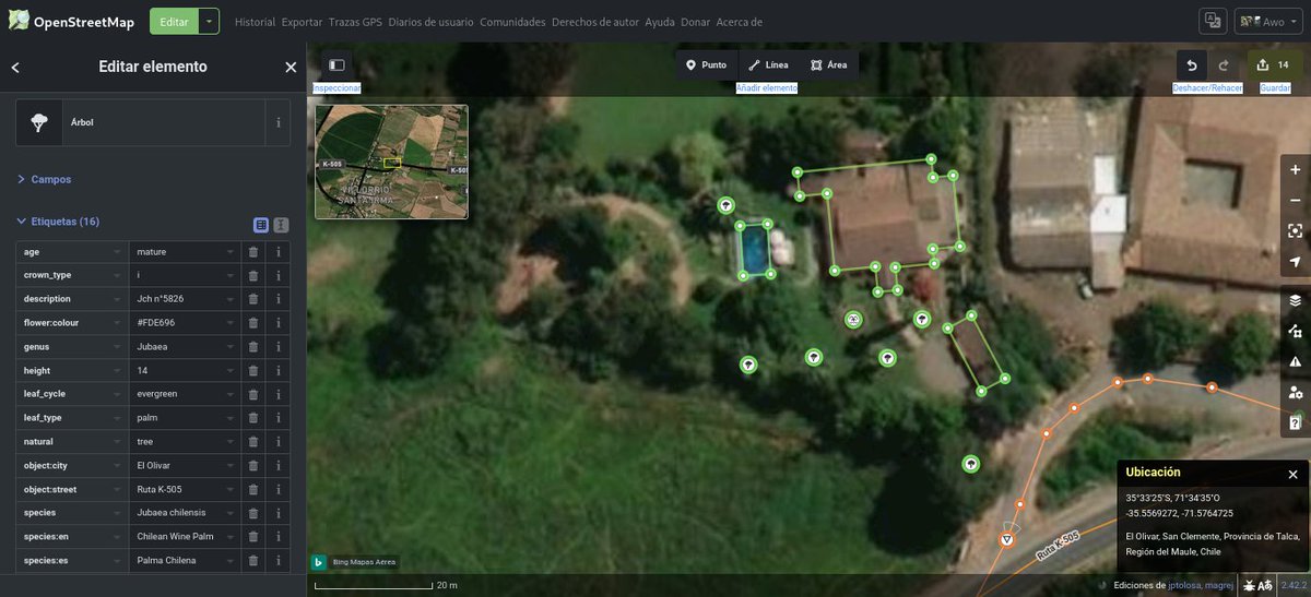 openmapchile's tweet photo. 🌴🌲🌳📌🗺️#31DayOSMChallenge #Maptober2026 #OpenStreetMap theme tree (day 1) Palma chilena n° 5826 (#Jubaea chilensis) visor #MapComplete https://t.co/nuVBrHHonI