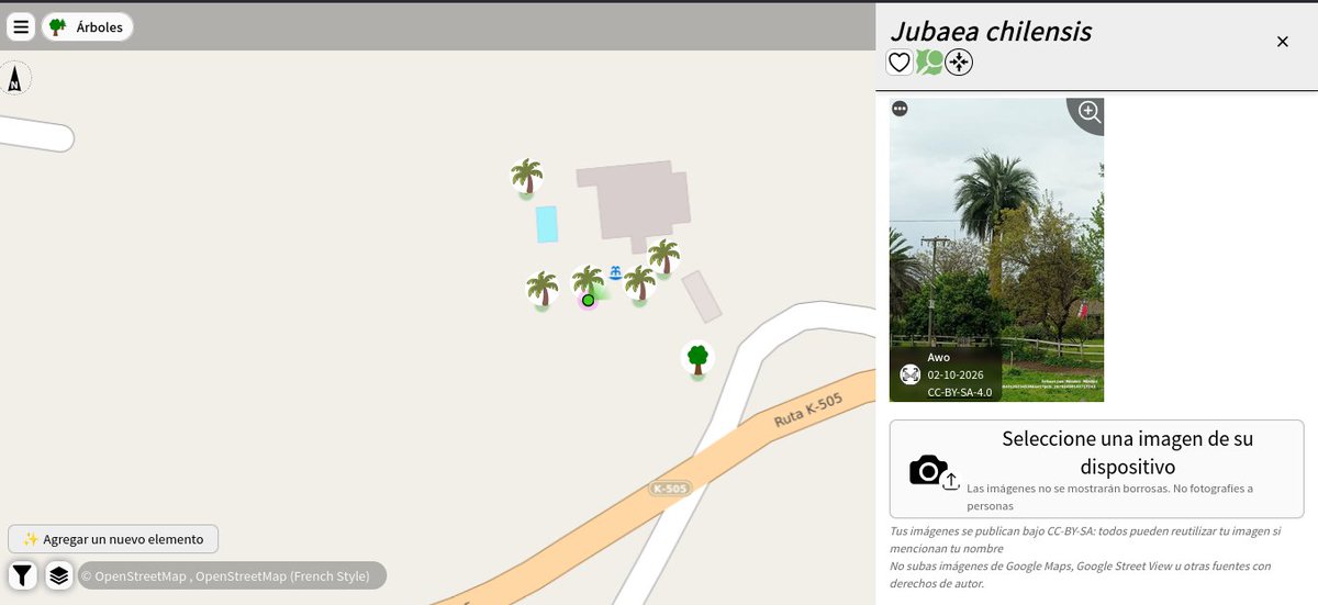 openmapchile's tweet photo. 🌴🌲🌳📌🗺️#31DayOSMChallenge #Maptober2026 #OpenStreetMap theme tree (day 1) Palma chilena n° 5826 (#Jubaea chilensis) visor #MapComplete https://t.co/nuVBrHHonI