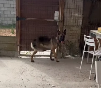 refugioescuela's tweet photo. Synin
perrita joven a la que le falta una pata trasera; se mueve con normalidad
Dulce, cariñosa y muy sociable
Adora a las personas y a los niños
No busca lástima, sino una familia
En Sevilla, puede viajar
Acoge/adopta: adopciones@elrefugioescuela.com
Más: https://t.co/AD8LziIfJs https://t.co/qDP6cqNLo5
