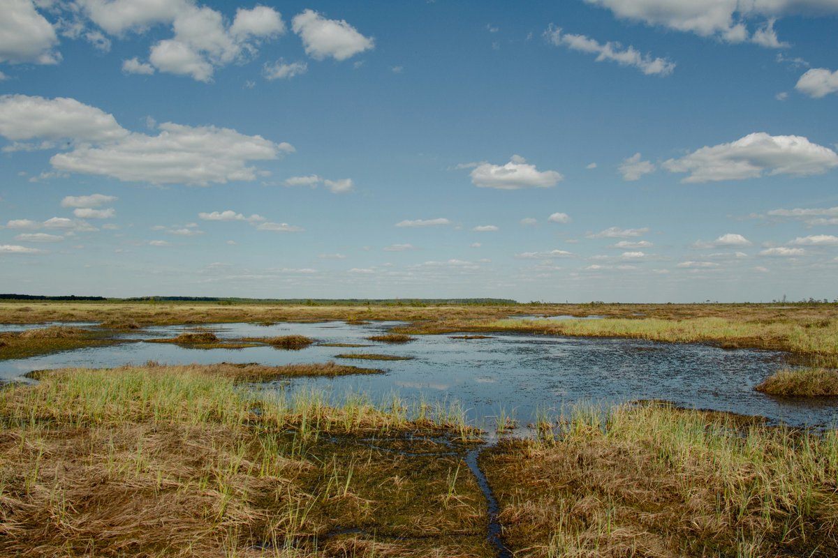 PonticaVia69014's tweet photo. Peatlands cover only around 3% of the Earth’s land surface, yet they store about twice as much carbon as all the world’s forests combined.

Wetlands are natural climate infrastructure.

More: https://t.co/mHNmgg4t9f

#Wetland4Change #InterregEuroMed https://t.co/ifdn76T5yR