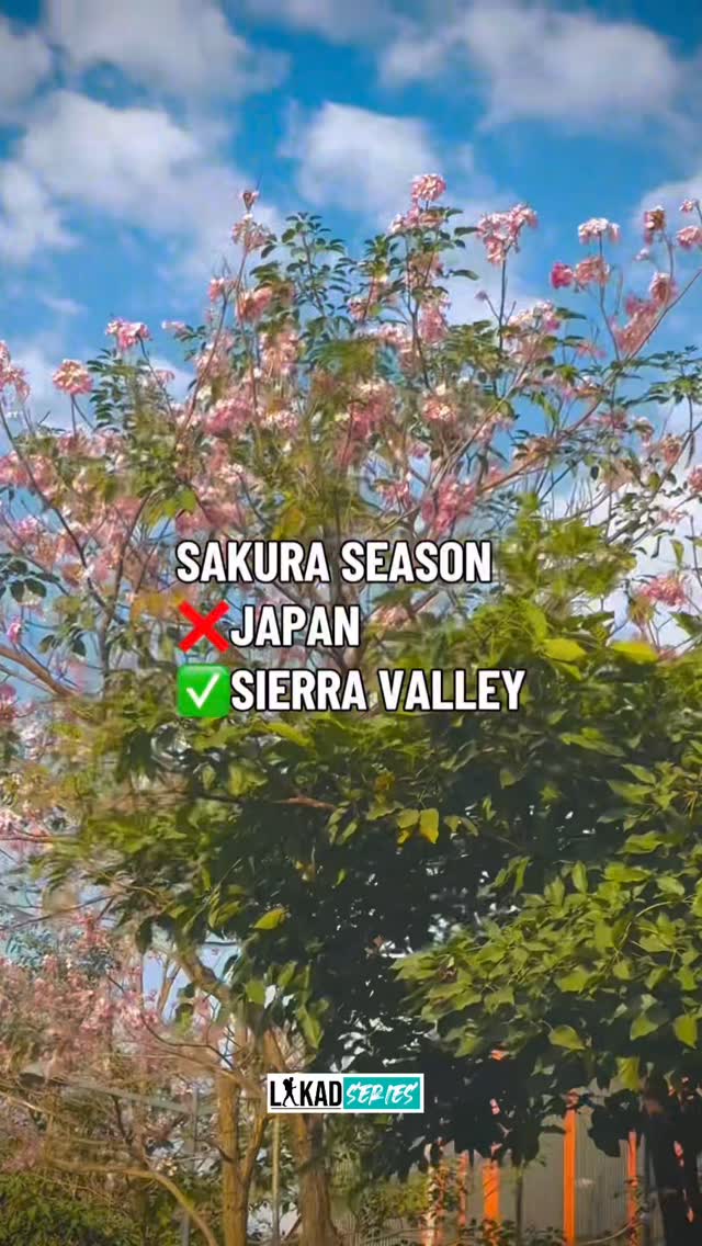 MelanyGrinstead's tweet photo. Want to experience sakura season but your budget only got you as far as Cainta. Somewhere in Cainta. https://t.co/kJfwjspmgf